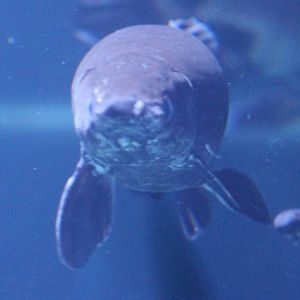 Frontview Tropical gar