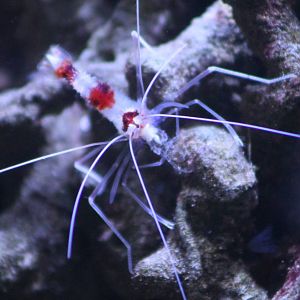 Banded coral shrimp