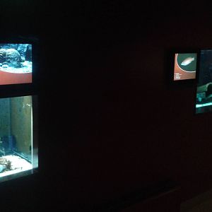 Small aquariums