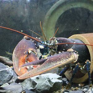 Crayfish species