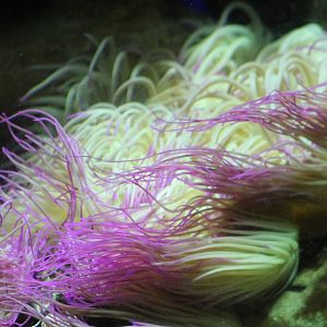 Sea anemone