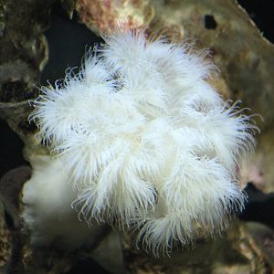 Sea anemone