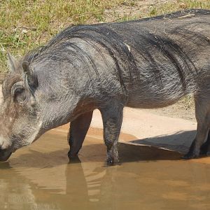 Heart of Africa - Watering Hole - Warthog