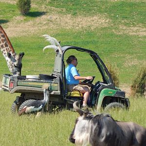 Heart of Africa - Savanna - Stealing Food