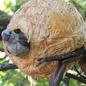Heart of Africa - Weaverbird Nest