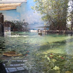 Manatee Coast - Main Exhibit (14 Species)