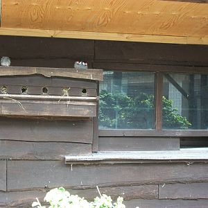 Shelter in the aviary for finches, 8th June 2014