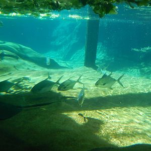 Manatee Coast - Underwater View