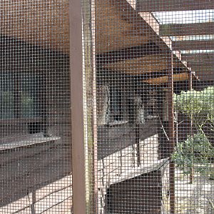 Another undistinguished photograph of the finches' shelter, 8th June 2014