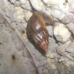 Giant African Land Snail (Achatina fulica)