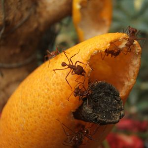 Leaf Cutter Ants