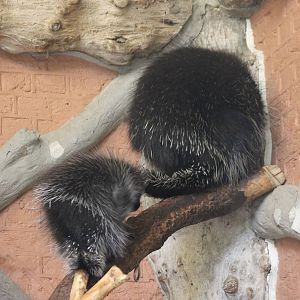 North american porcupine with young