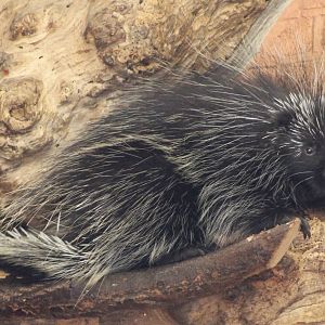 North american porcupine