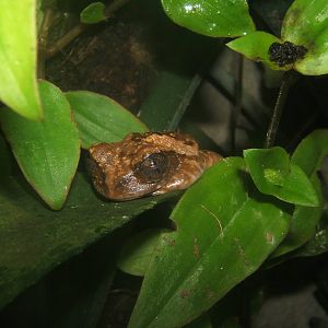 Rig-eyed Tree Frog (Leptopelis vermiculatus)