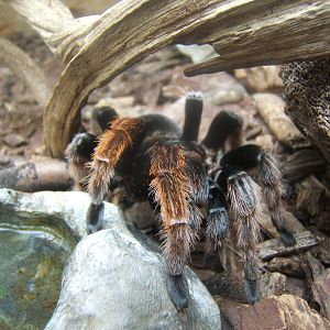 Mexican Pink Tarantula (Brachypelma klaasi)