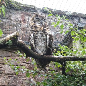 Ethiopian Eagle Owl (Bubo capensis dillonii)