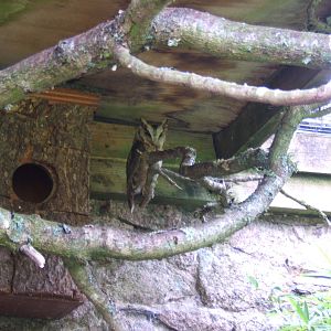 Indian Scops Owl (Otus bakkamoena)