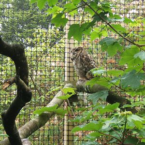 Magellan Horned Owl (Bubo magellanicus)