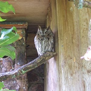 Western Screech Owl (Megascops kennicotti)