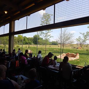 Heart of Africa - Restaurant Viewing of the Lion + Savanna Exhibit
