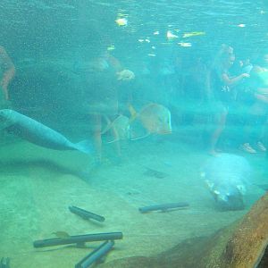 Manatee Coast - Underwater Viewing - Rae + Stubby (14 Species)