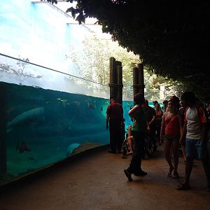 Manatee Coast - Main Exhibit Viewing (14 Species)