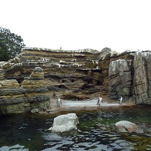 Humboldt Penguin Exhibit