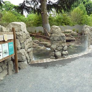 Asian Small-Clawed Otter Exhibit