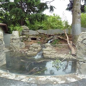 Asian Small-Clawed Otter Exhibit