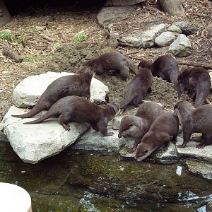 9 Asian Small-Clawed Otters!