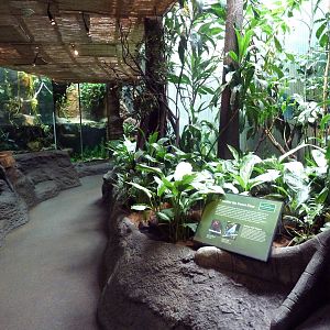 Tropical Rain Forest Building
