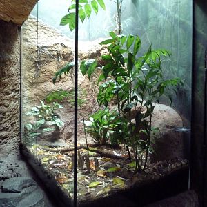 Tropical Rain Forest Building - Bushmaster Exhibit