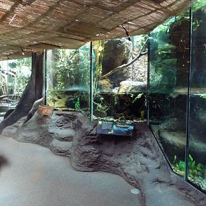 Tropical Rain Forest Building