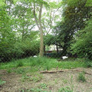 Red-Crowned Crane Exhibit