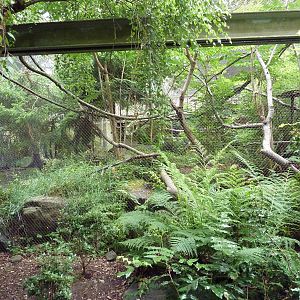 Conservation Aviary - Sunda Wrinkled Hornbill Exhibit