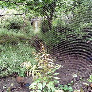 Conservation Aviary - Edwards's Pheasant/Violaceous Turaco Exhibit