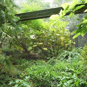 Conservation Aviary - Blue Whistling Thrush/Victoria Crowned Pigeon Exhibit
