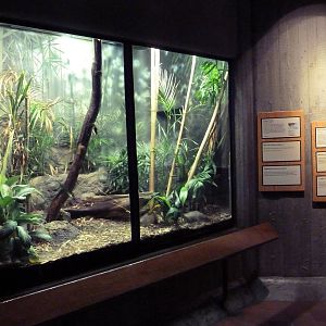 Reptile House - King Cobra Exhibit