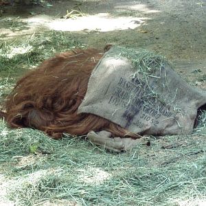 Dozing Orangutan