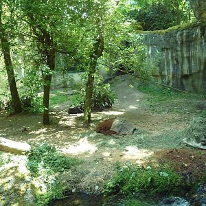 Orangutan Exhibit #2