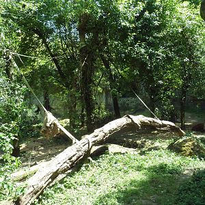 Orangutan Exhibit #2