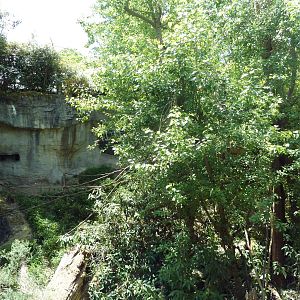 Orangutan Exhibit #1