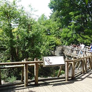 Orangutan Exhibit #1