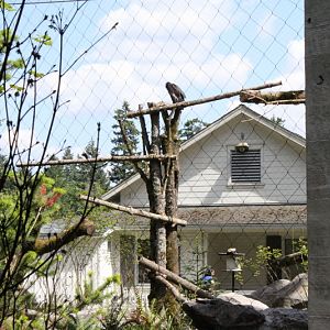 Condors of the Columbia