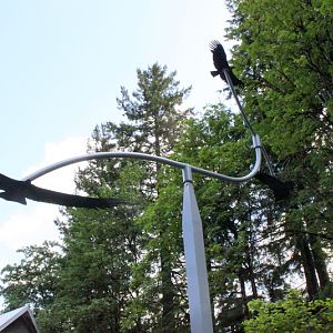 Condors of the Columbia