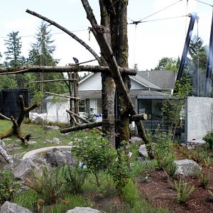 Condors of the Columbia