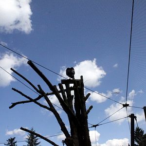 Condors of the Columbia