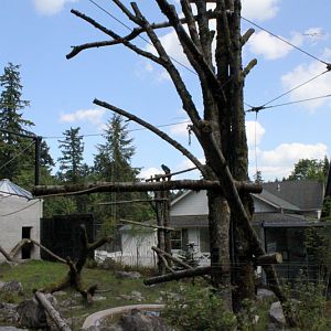Condors of the Columbia