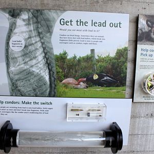 Condors of the Columbia