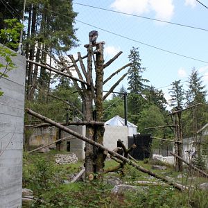 Condors of the Columbia